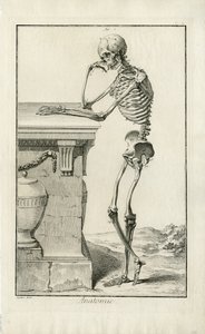 Anatomía - estudio anatómico de un esqueleto